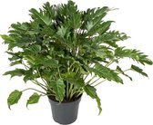 Philodendron Xanadu 60 cm