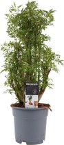 JoGrow - Polyscias - 50 Cm - Ø 17 - 1 Stuks