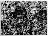Dibond - Struik in het Zwart/Wit - 40x30cm Foto op Aluminium (Wanddecoratie van metaal)