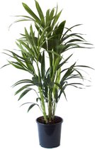 Kentia Luxe Natuurlijke Palm - met mooi pot