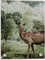 Tuinposter – Zoogdier op Grasveld met Bomen - 30x40cm Foto op Tuinposter  (wanddecoratie voor buiten en binnen)