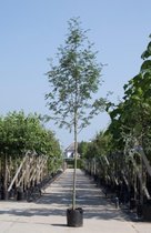 Lijsterbes Sorbus aucuparia h 550 cm st. omtrek 19 cm