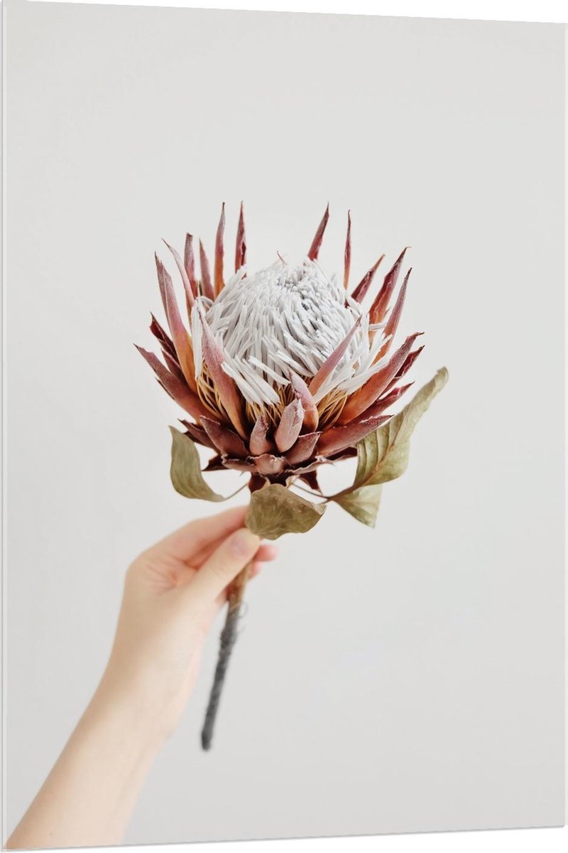 Plexiglas - Bloem in Hand - 80x120cm Foto op Plexiglas (Met Ophangsysteem)