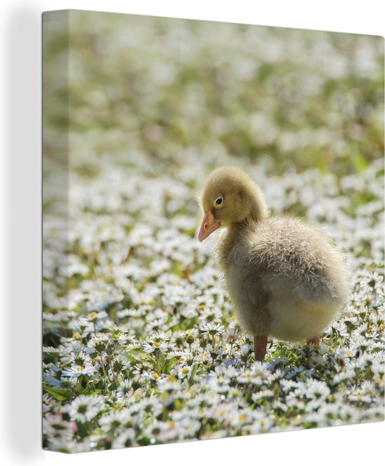Elegante Toile Bebe Oie 2cm 30x40 Cm Petit Tirage Photo Sur Toile Decoration Bol Com Elegante Toile Bebe Oie 2cm 30x40 Cm Petit Tirage Photo Sur Toile Decoration Bol Com