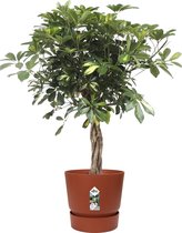 Hellogreen Kamerplant - Vingersboom Schefflera Arboricola 'Gold' - ↕ 100 cm - Elho Greenville bruin