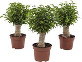 Hellogreen Kamerplanten - Set van 3 - Ficus Natasja Benjamina - ↕ 35 cm