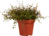 Hellogreen Kamerplant - Muehlenbeckia - 20 cm