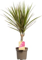 Hellogreen Kamerplant - Dracaena Drakenbloedboom Bicolour – ↕ 45 cm