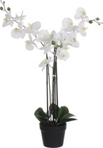 Mica Decorations Phalaenopsis Kunstplant - L75 x B51 x H79 cm - Wit