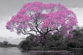 GBeye Poster - Tree Blossom - 61 X 91.5 Cm - Multicolor