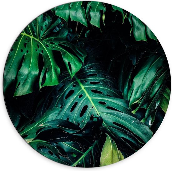 Cercle mural Dibond - Feuilles de palmier vertes dans une forêt sombre - Photo 70x70cm sur cercle mural en aluminium (avec système d'accroche)