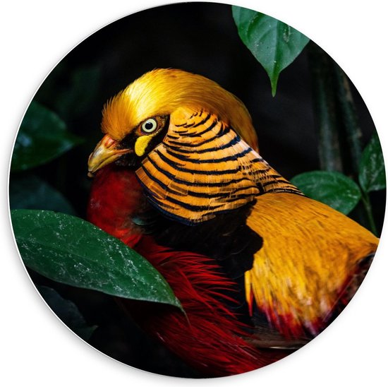 Forex Wandcirkel - Oranje Vogel bij Groene Bladeren - 60x60cm Foto op Wandcirkel (met ophangsysteem)