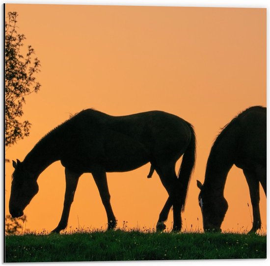 Dibond - Silhouet van 2 Grazende Paarden - 50x50cm Foto op Aluminium (Met Ophangsysteem)