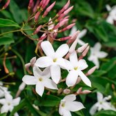16 x Trachelospermum jasminoides - Witte Toscaanse Jasmijn in C2 pot met hoogte 50-60cm
