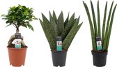 Kamerplanten van Botanicly – 3 × Vrouwentongen – Hoogte: 30 cm – Sansevieria Zeylanica, Sansevieria Cylindrica, Ficus Ginseng