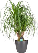 Kamerplant van Botanicly – Olifantenpoot incl. sierpot antraciet als set – Hoogte: 79 cm – Beaucarnea recurvata