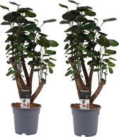 Kamerplanten van Botanicly – 2 × Polyscias Fabian – Hoogte: 50 cm