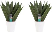 Kamerplanten van Botanicly – 2 × Vrouwentongen incl. sierpot wit als set – Hoogte: 35 cm – Sansevieria Zeylanica