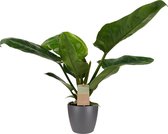 Kamerplant van Botanicly – Philodendron imperial Green incl. sierpot antraciet als set – Hoogte: 45 cm