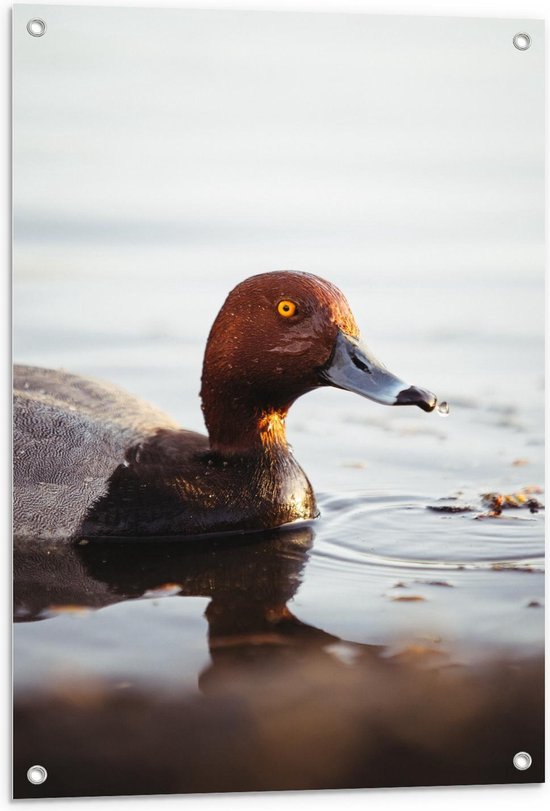 Tuinposter - Eend in het Water - Foto op Tuinposter (wanddecoratie voor buiten en binnen)