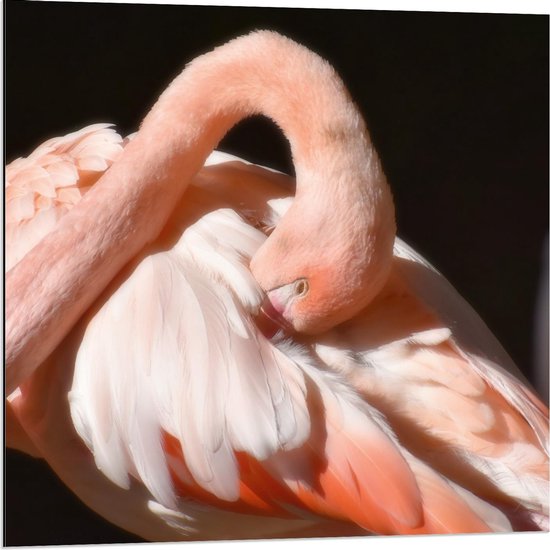 Dibond - Flamingo met Donkere Achtergrond  - 80x80cm Foto op Aluminium (Met Ophangsysteem)