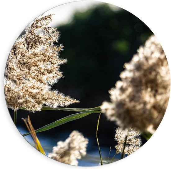 Dibond Wandcirkel - Pampas Pluimen - 90x90cm Foto op Aluminium Wandcirkel (met ophangsysteem)