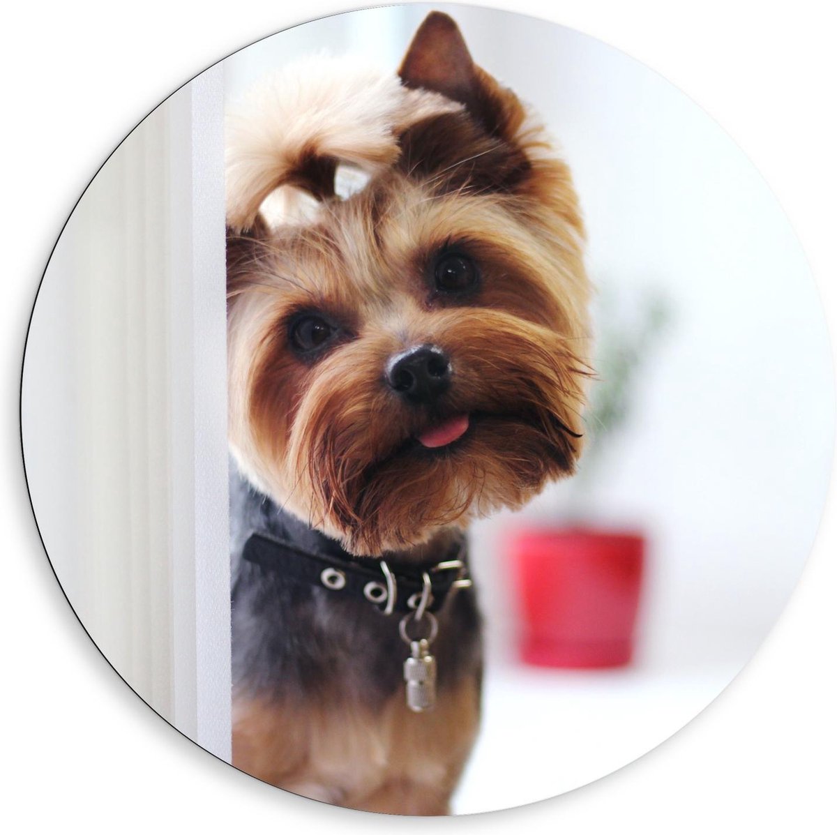 KuijsFotoprint Dibond Wandcirkel - Schattige Hondje Met Staartje - 80x80cm Foto op Aluminium Wandcirkel (met ophangsysteem) Bruin