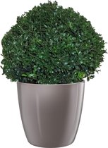 Hellogreen Ilex Crenata - Japanse Hulst - 35 cm - Elho Brussels Diamond grijs