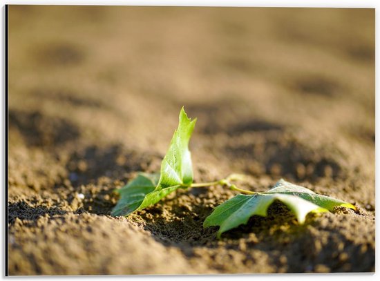 Dibond - Nieuw Plantenleven - 40x30cm Foto op Aluminium (Met Ophangsysteem)