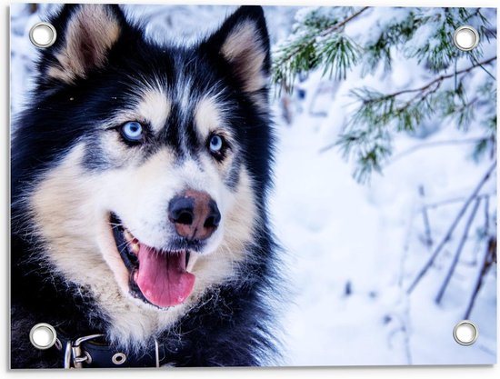 Bol Com Tuinposter Vrolijke Husky In De Sneeuw 40x30cm Foto Op Tuinposter Wanddecoratie