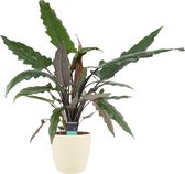 Kamerplant van Botanicly – Olifantsoor incl. crème kleurig sierpot als set – Hoogte: 70 cm – Alocasia Lauterbachiana