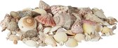 Relaxdays schelpen set met slakkenhuizen - 1 kg - zeeschelpen - schelpenmix - maritiem