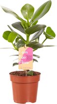 Kamerplant van Botanicly – Clusia – Hoogte: 30 cm – Clusia Rosea Princess