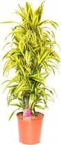 Kamerplant van Botanicly – Drakenboom – Hoogte: 120 cm – Dracaena derem. Lemon Lime