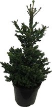 Boom van Botanicly – Picea abies Wills Zwerg – Hoogte: 110 cm