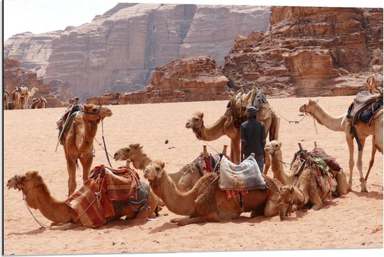 Dibond - Kamelen in de Woestijn - 90x60cm Foto op Aluminium (Met Ophangsysteem)