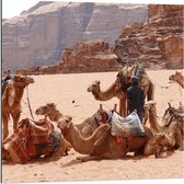 Dibond - Kamelen in de Woestijn - 80x80cm Foto op Aluminium (Met Ophangsysteem)