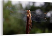 Schilderij - Dragonfly — 100x70 cm