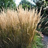 50 x Calamagrostis acut. Karl Foerster - Struisriet in 9x9cm pot met hoogte 5-10cm