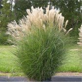 12 x Miscanthus sinensis Adagio - Prachtriet in 9x9cm pot met hoogte 5-10cm