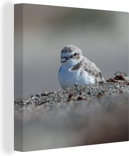 Tableau sur toile Pluvier de plage sur la plage - 20x20 cm - Décoration murale