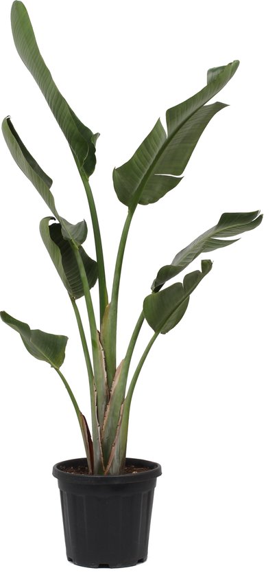 Plante d'intérieur - Strelitzia Augusta - Plante oiseau de paradis - ±  180cm de haut -... | bol