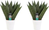 Duo Sansevieria Zeylanica met sierpot Anna white ↨ 35cm - 2 stuks - hoge kwaliteit planten