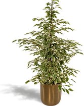 Ficus Benjamina Twilight Met pot - Treurvijg - 95cm hoog , 21Ø - Kamerplant