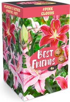 4x Lilium "Pink Clouds" - Best Friends Bag - Lilium bollen - Roze bloemen - Bloeiende vaste planten - Bollen meerjarig winterhard
