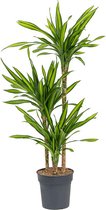 Kamerplant van Botanicly – Drakenboom – Hoogte: 95 cm – Dracaena fragrans