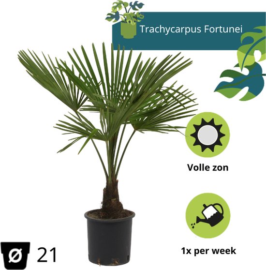 Winterharde palmboom - Trachycarpus Ø21 - Green Bubble