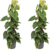 Kamerplanten van Botanicly – 2 × Philodendron scandens in sierpot 1 als set – Hoogte: 65 cm