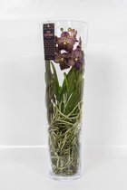 Vanda Orchidee bruin in vaas | Vanda Orchidee