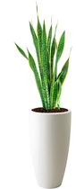 Sansevieria Laurentii in Pure Soft wit | Vrouwentong